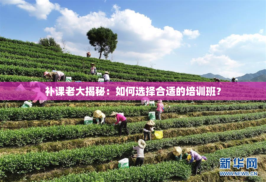 补课老大揭秘：如何选择合适的培训班？