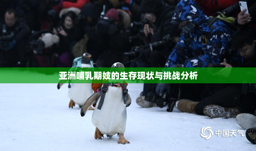 亚洲哺乳期妓的生存现状与挑战分析