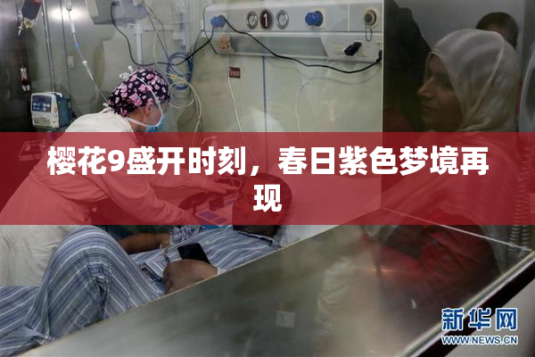 樱花9盛开时刻，春日紫色梦境再现