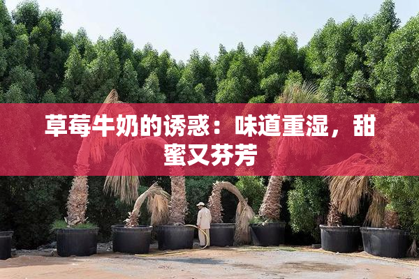 草莓牛奶的诱惑：味道重湿，甜蜜又芬芳