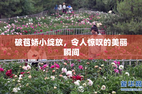 破苞娇小绽放，令人惊叹的美丽瞬间