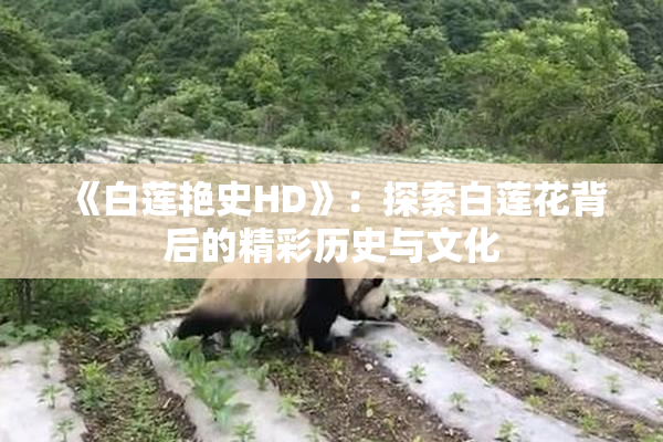《白莲艳史HD》：探索白莲花背后的精彩历史与文化