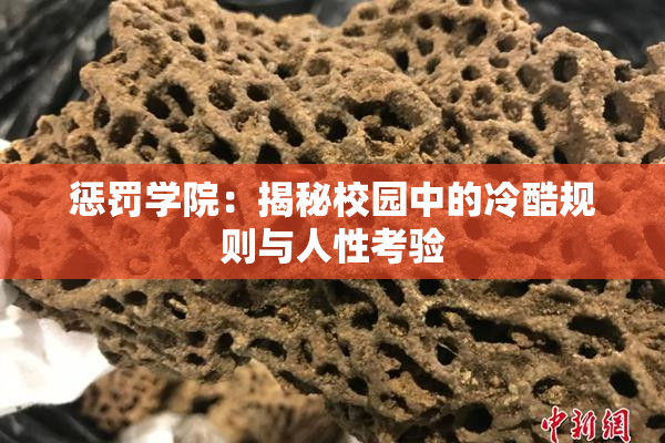 惩罚学院：揭秘校园中的冷酷规则与人性考验