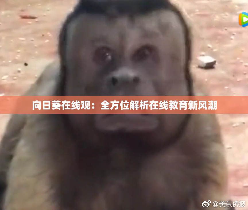 向日葵在线观：全方位解析在线教育新风潮