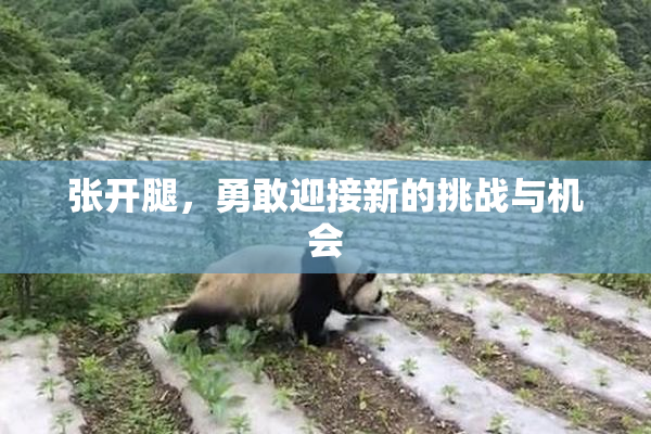 张开腿，勇敢迎接新的挑战与机会