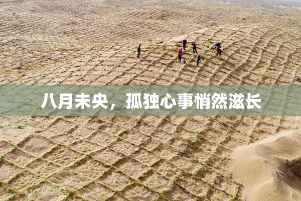 八月未央，孤独心事悄然滋长
