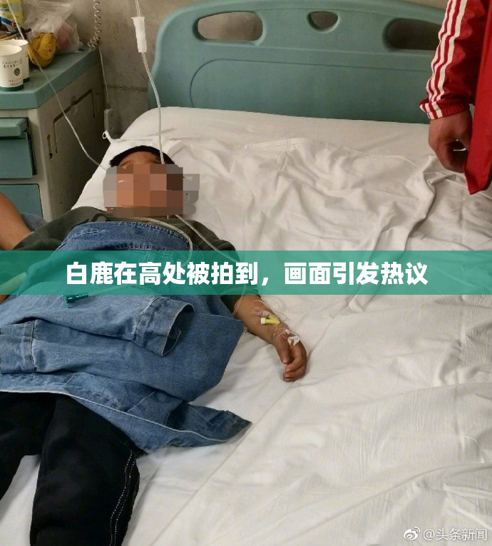 白鹿在高处被拍到，画面引发热议