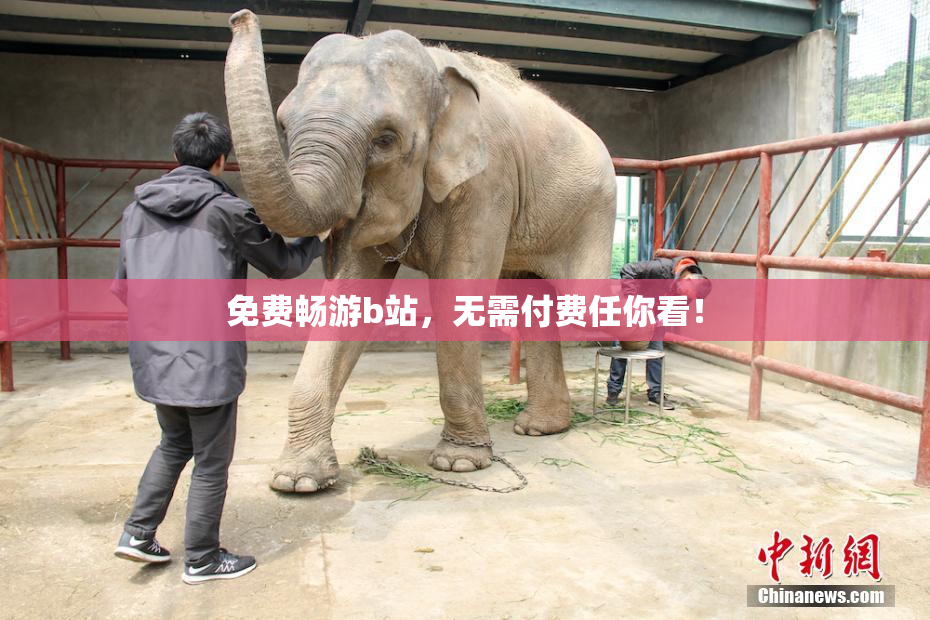 免费畅游b站，无需付费任你看！