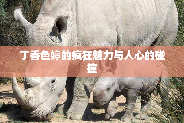 丁香色婷的疯狂魅力与人心的碰撞