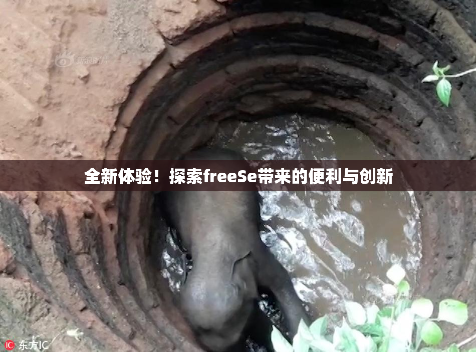 全新体验！探索freeSe带来的便利与创新