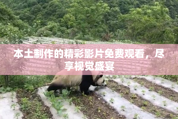 本土制作的精彩影片免费观看，尽享视觉盛宴