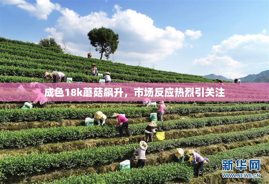 成色18k蘑菇飙升，市场反应热烈引关注
