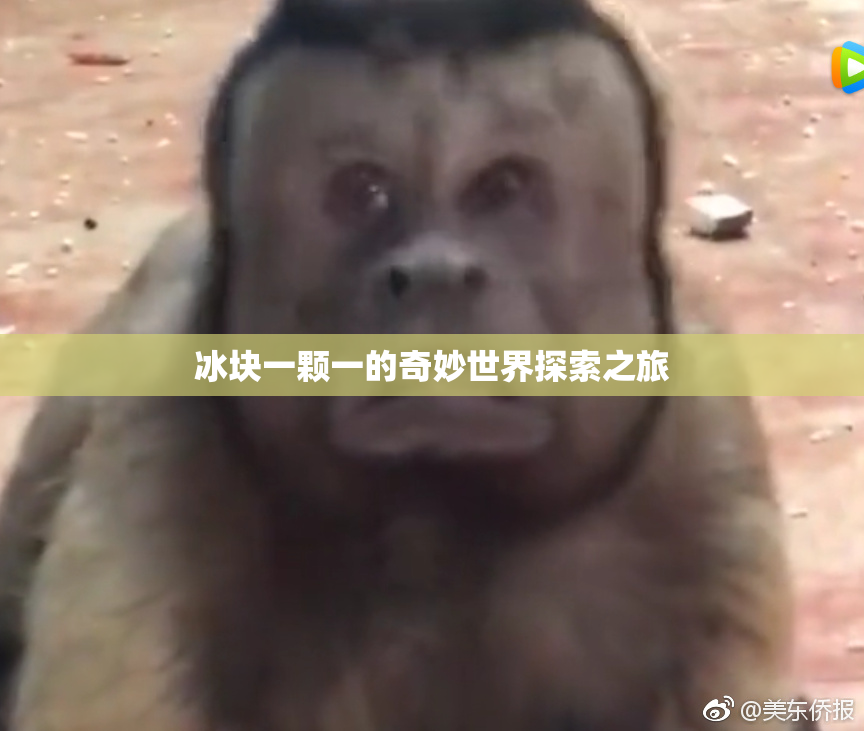 冰块一颗一的奇妙世界探索之旅