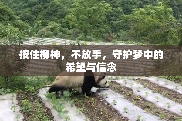 按住柳神，不放手，守护梦中的希望与信念