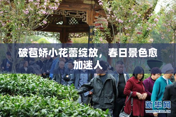 破苞娇小花蕾绽放，春日景色愈加迷人