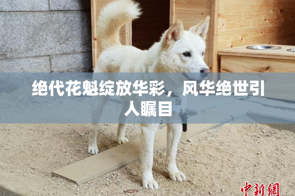 绝代花魁绽放华彩，风华绝世引人瞩目