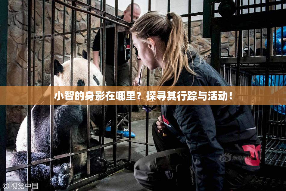 小智的身影在哪里？探寻其行踪与活动！