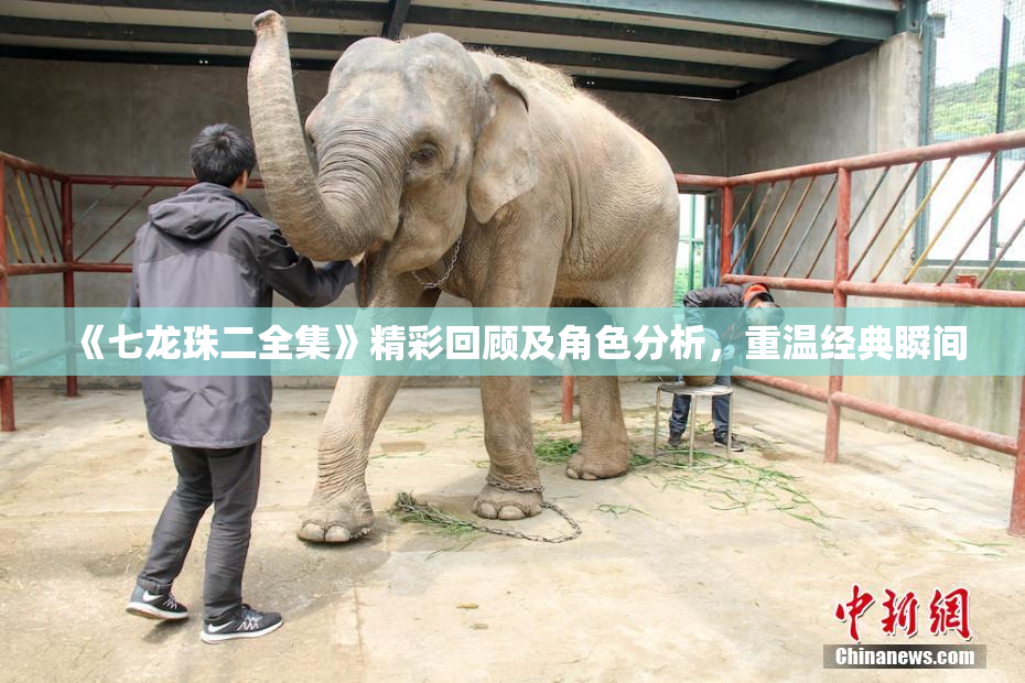 《七龙珠二全集》精彩回顾及角色分析，重温经典瞬间