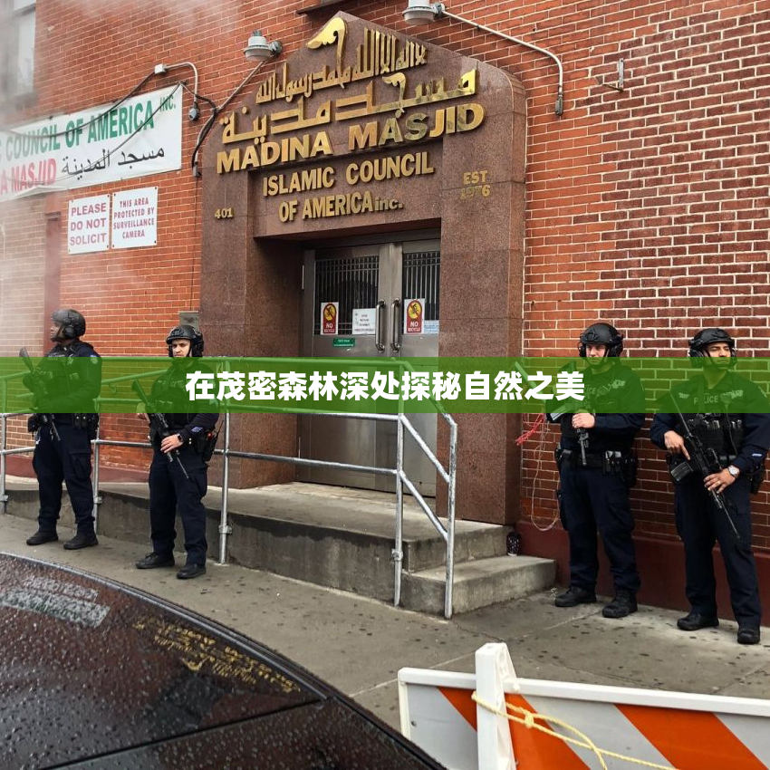 在茂密森林深处探秘自然之美