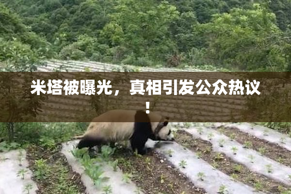 米塔被曝光，真相引发公众热议！