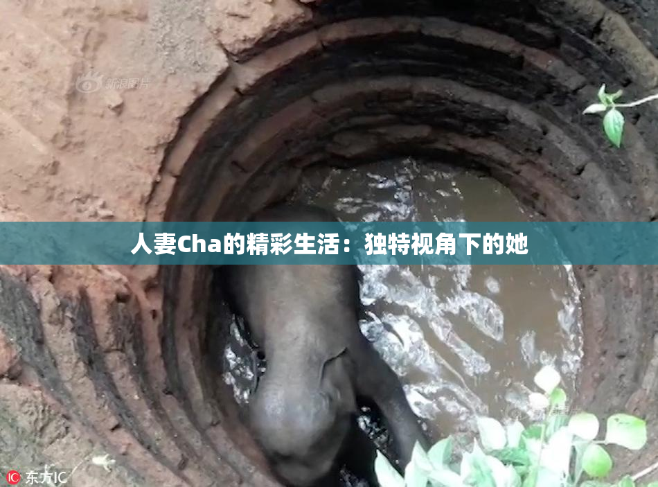 人妻Cha的精彩生活：独特视角下的她