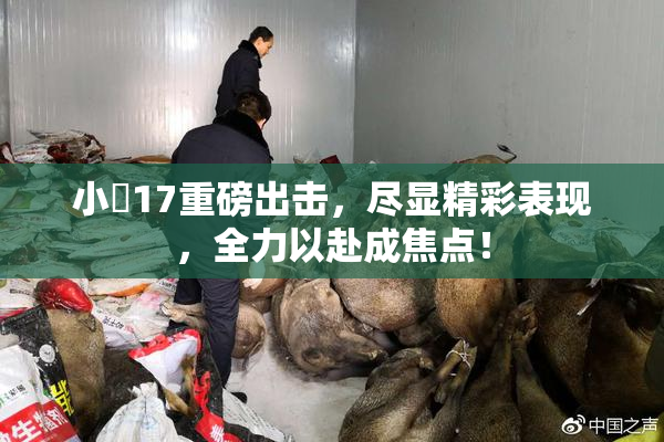 小泬17重磅出击，尽显精彩表现，全力以赴成焦点！