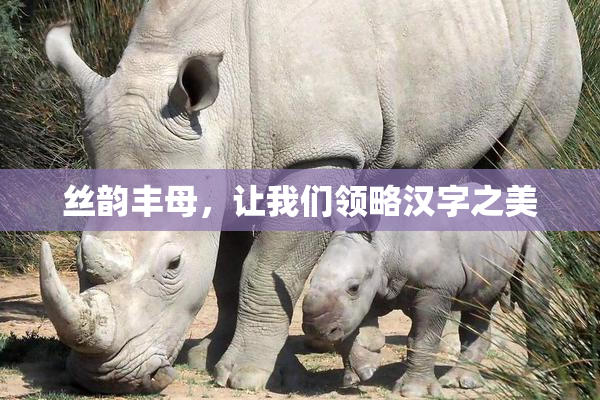 丝韵丰母，让我们领略汉字之美