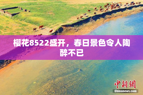 樱花8522盛开，春日景色令人陶醉不已