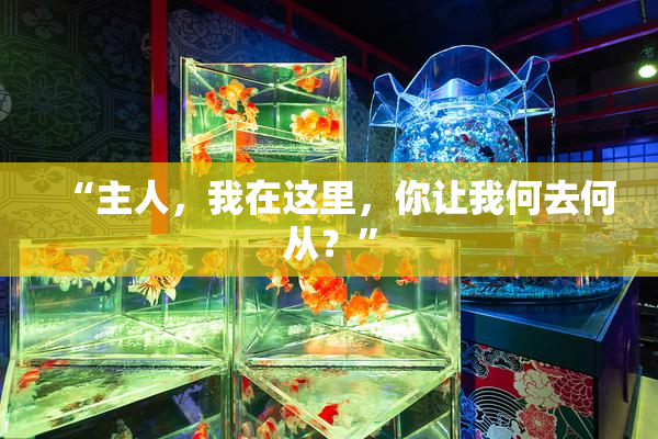 “主人，我在这里，你让我何去何从？”
