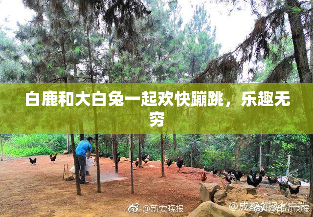 白鹿和大白兔一起欢快蹦跳，乐趣无穷