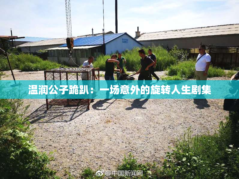 温润公子跪趴：一场意外的旋转人生剧集