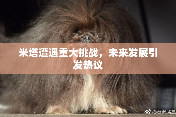 米塔遭遇重大挑战，未来发展引发热议