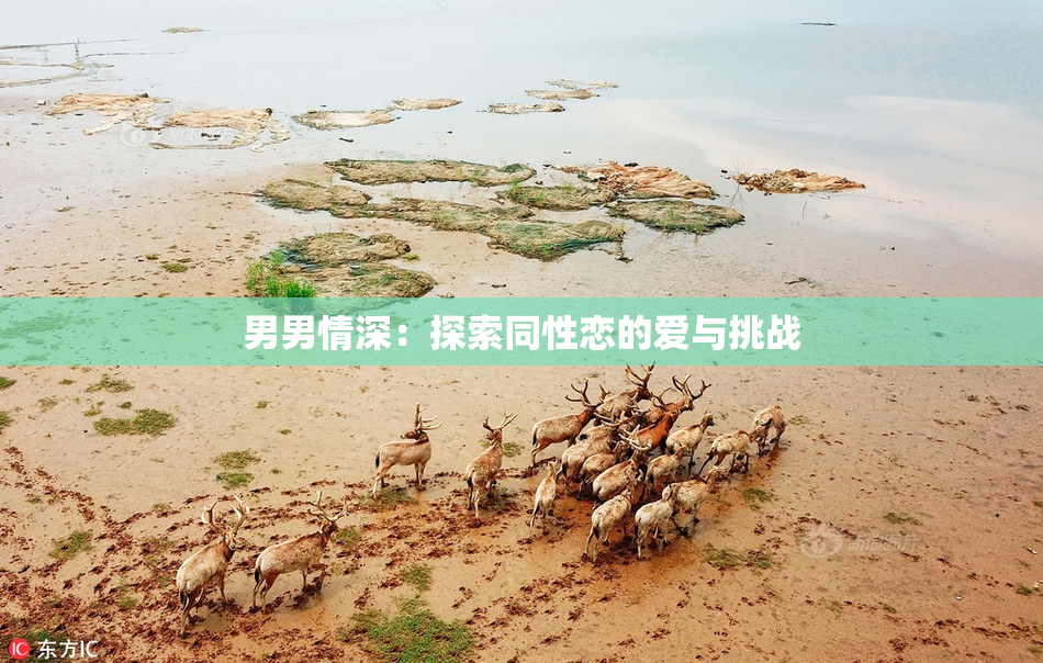 男男情深：探索同性恋的爱与挑战