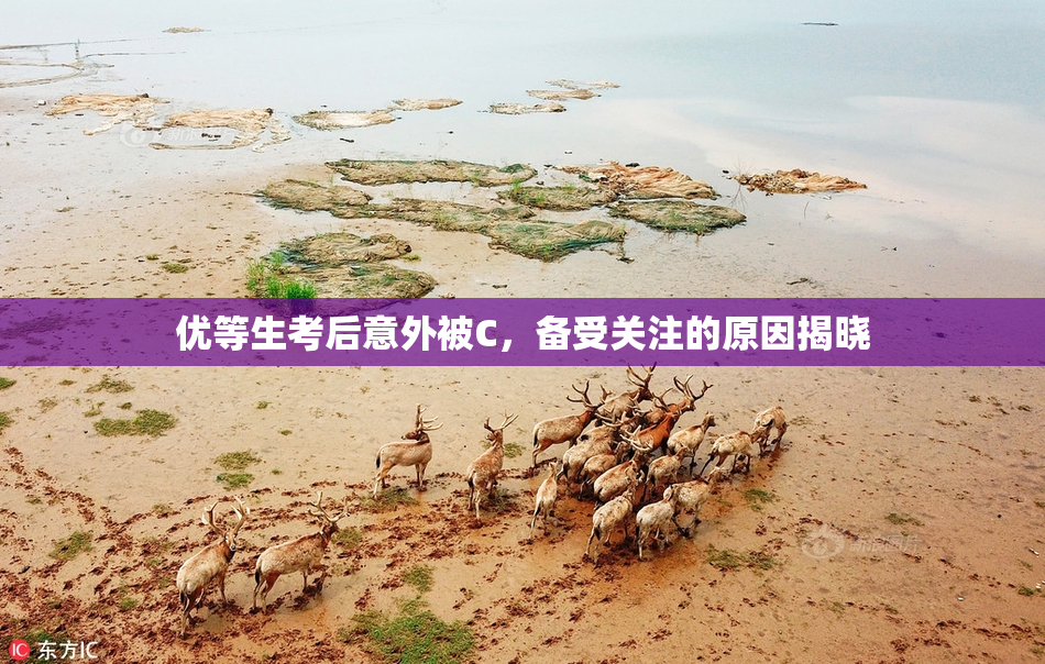 优等生考后意外被C，备受关注的原因揭晓