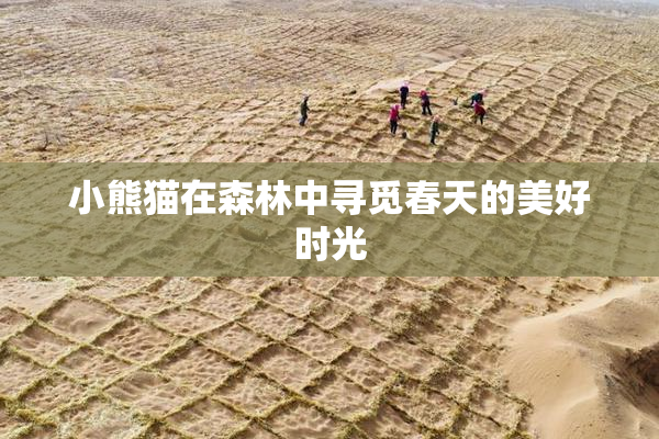 小熊猫在森林中寻觅春天的美好时光