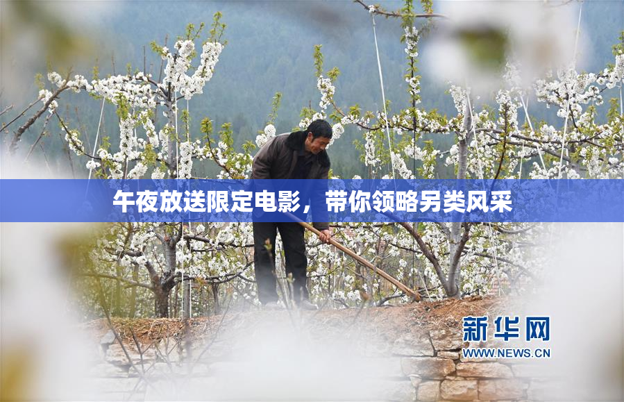 午夜放送限定电影，带你领略另类风采