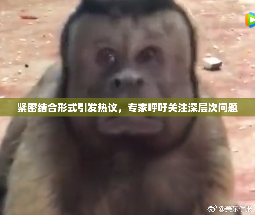 紧密结合形式引发热议，专家呼吁关注深层次问题