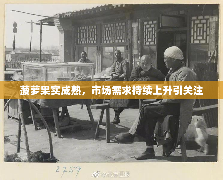 菠萝果实成熟，市场需求持续上升引关注