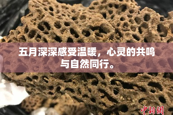 五月深深感受温暖，心灵的共鸣与自然同行。