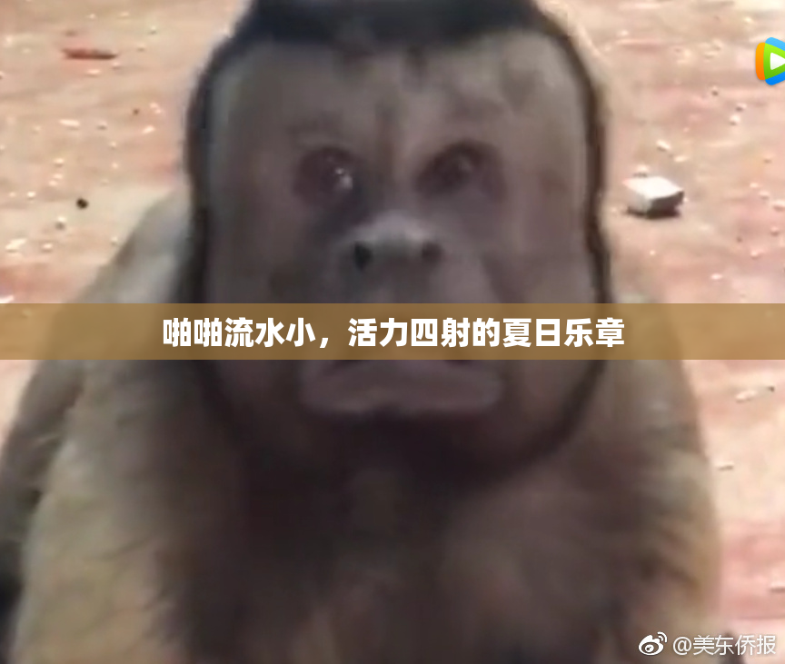 啪啪流水小，活力四射的夏日乐章