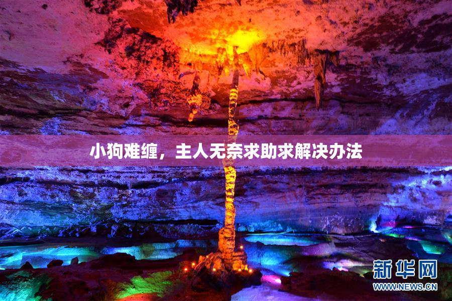 小狗难缠，主人无奈求助求解决办法