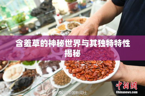 含羞草的神秘世界与其独特特性揭秘