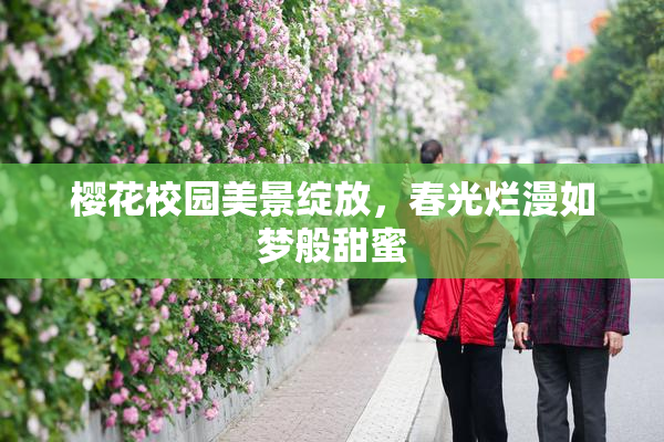 樱花校园美景绽放，春光烂漫如梦般甜蜜