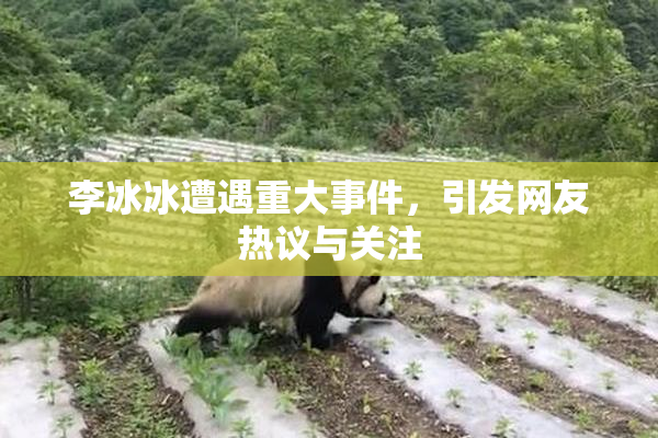 李冰冰遭遇重大事件，引发网友热议与关注