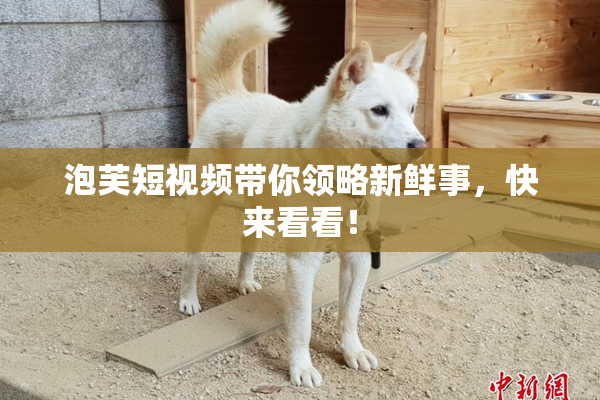 泡芙短视频带你领略新鲜事，快来看看！