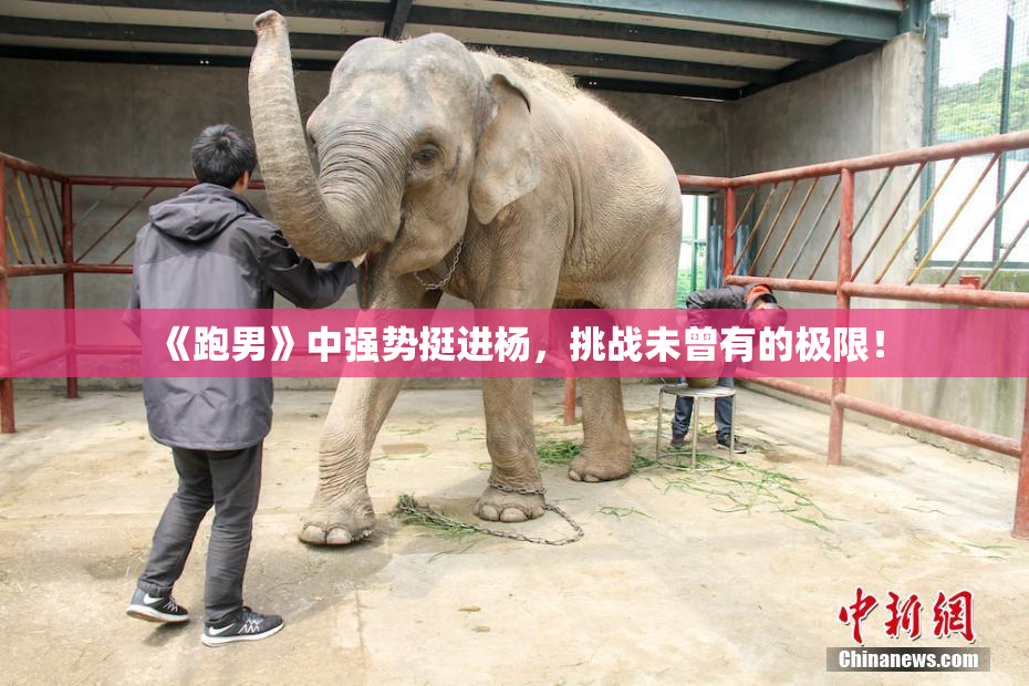 《跑男》中强势挺进杨，挑战未曾有的极限！