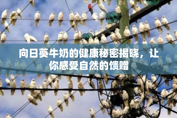 向日葵牛奶的健康秘密揭晓，让你感受自然的馈赠