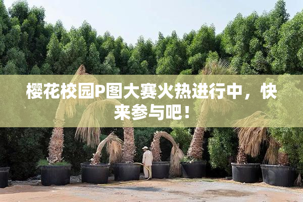 樱花校园P图大赛火热进行中，快来参与吧！