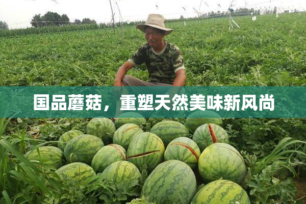 国品蘑菇，重塑天然美味新风尚