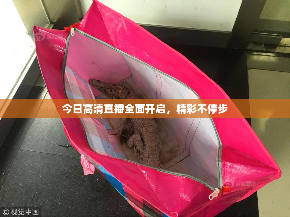 今日高清直播全面开启，精彩不停步